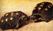 Albert Eckhout Two dueling tortoises Spain oil painting artist